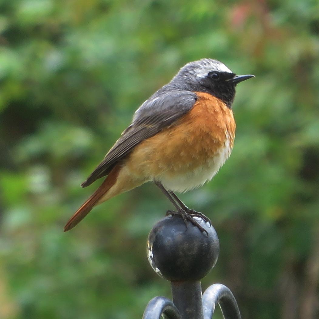 Common redstart - Wikipedia