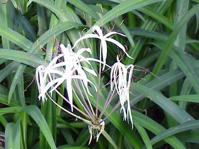 Amaryllidaceae — Wikipédia