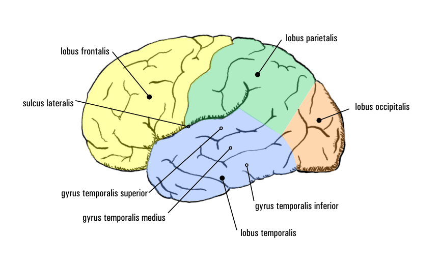 Épilepsie temporale — Wikipédia