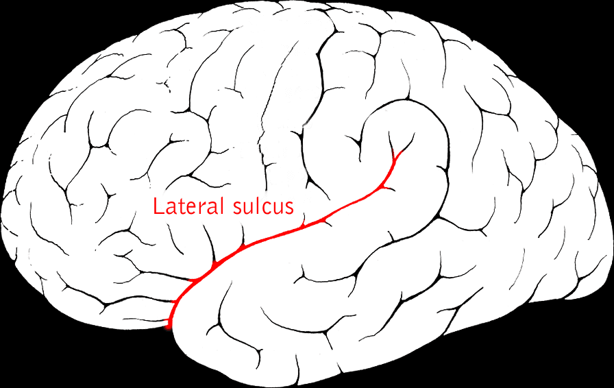 Lateral sulcus - Wikipedia