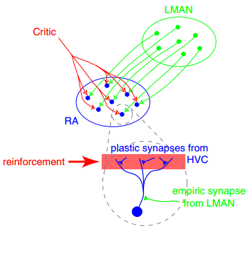 Synaptic plasticity - Wikipedia