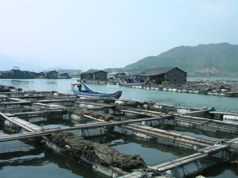 Aquaculture — Wikipédia