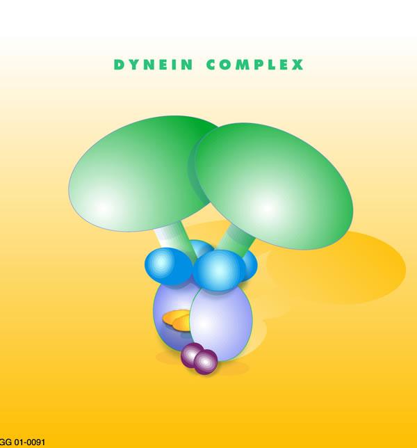 Dynéine — Wikipédia