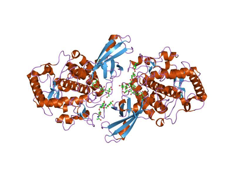 Tyrosinase — Wikipédia