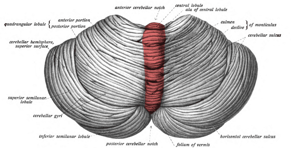 Cerebellar vermis - Wikipedia