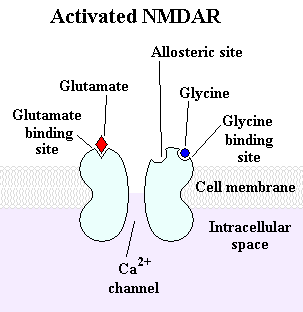 Récepteur NMDA — Wikipédia