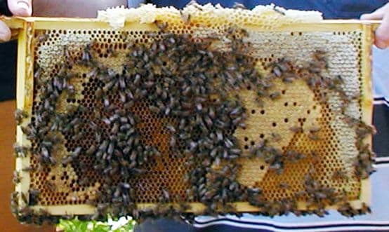 Cadre (apiculture) — Wikipédia