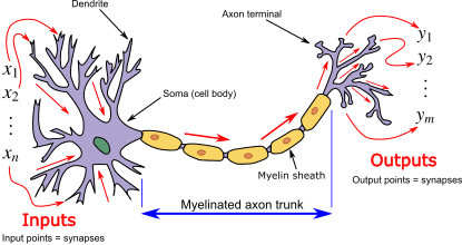 Biological neuron model - Wikipedia