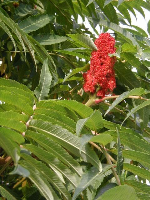 Rhus — Wikipédia