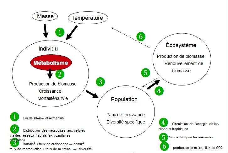 Théorie métabolique de l'écologie — Wikipédia