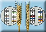 Genetic variation - Wikipedia