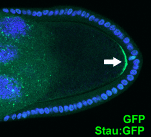 Cell polarity - Wikipedia