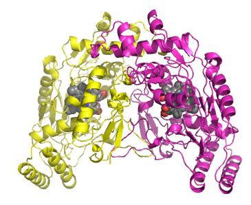 Nitric oxide synthase - Wikipedia