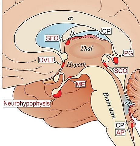 Circumventricular organs - Wikipedia