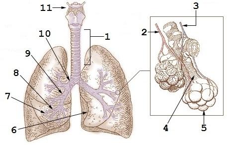 Bronche — Wikipédia