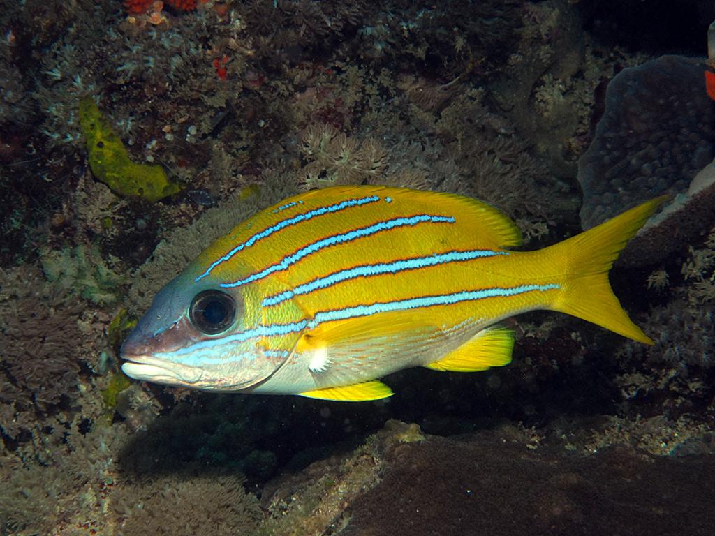 Common bluestripe snapper - Wikipedia