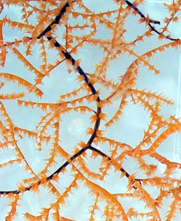 Black coral - Wikipedia