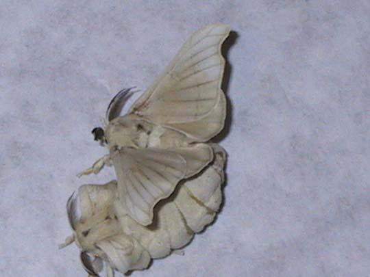 Bombyx mori - Wikipedia