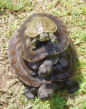 Des tortues jusqu'en bas — Wikipédia