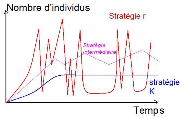 Modèle évolutif r/K — Wikipédia