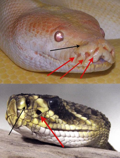 Infrared sensing in snakes - Wikipedia