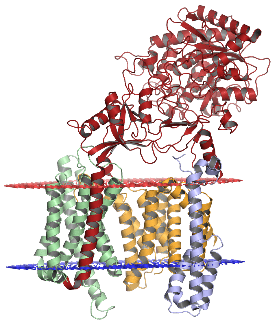 Gamma secretase - Wikipedia