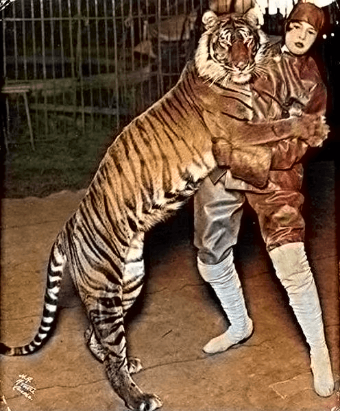 Tigre de Bali — Wikipédia