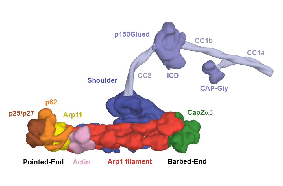 Dynactin - Wikipedia