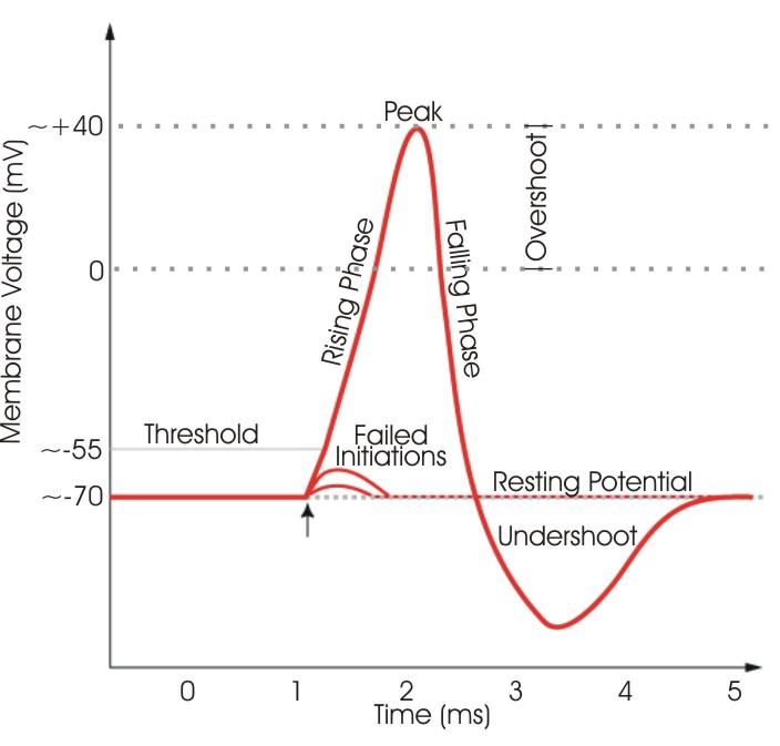 Non-spiking neuron - Wikipedia