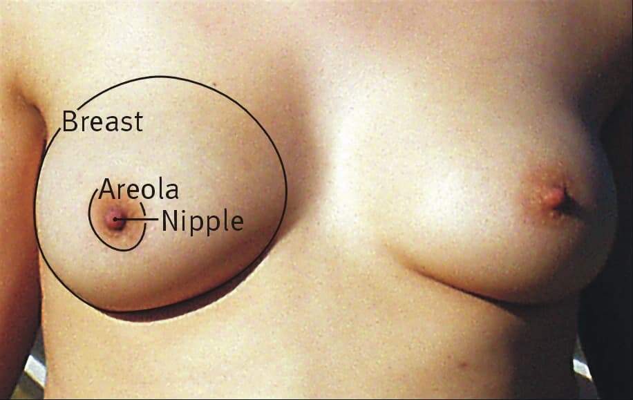 Breast - Wikipedia