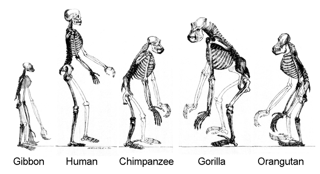 Human evolution - Wikipedia