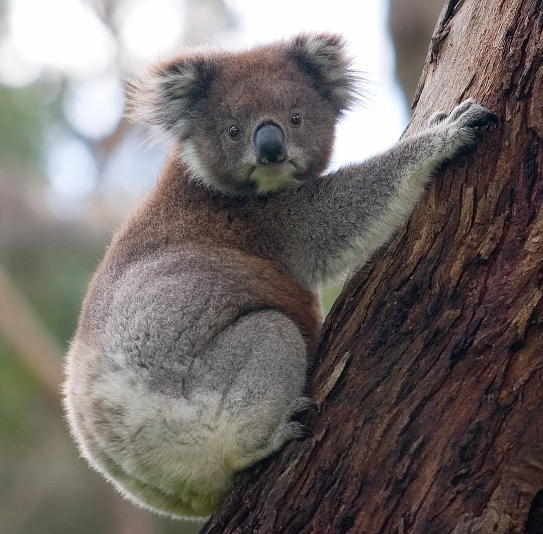 Koala - Wikipedia