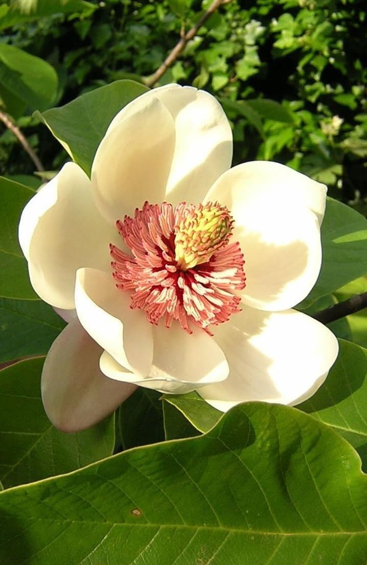 Magnoliaceae — Wikipédia