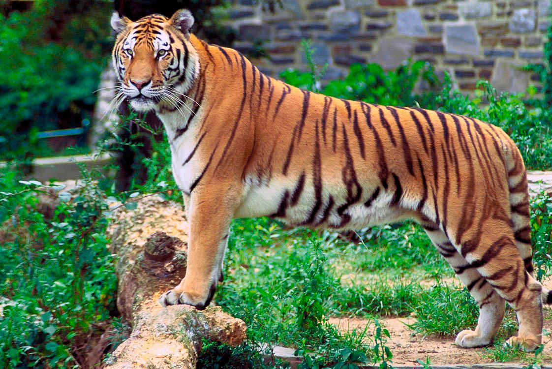 Tigre du Bengale — Wikipédia