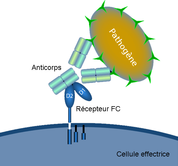 Récepteur Fc — Wikipédia