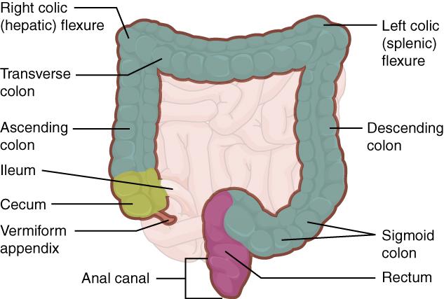 Colic flexures - Wikipedia