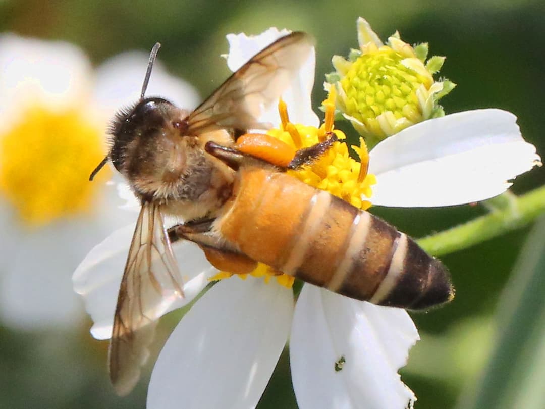 Apis dorsata - Wikipedia