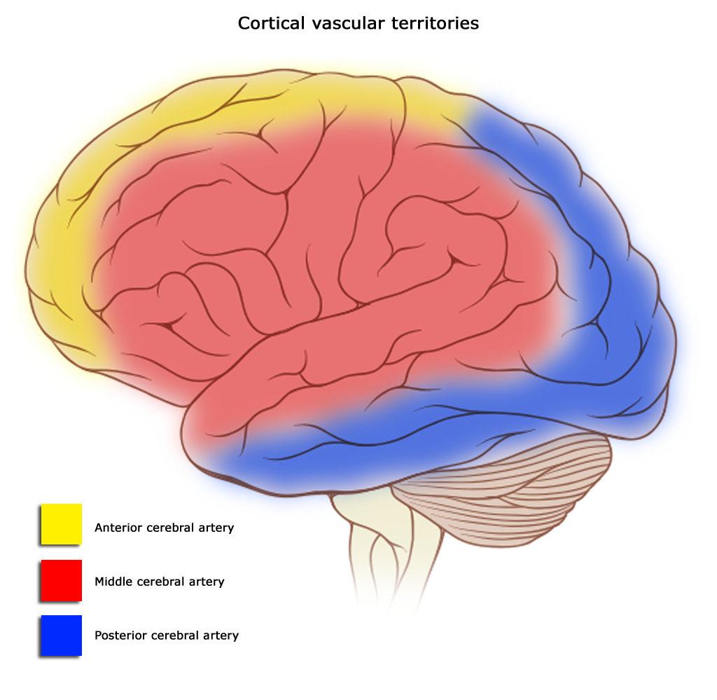 Cerebral circulation - Wikipedia