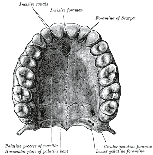 Incisive foramen - Wikipedia