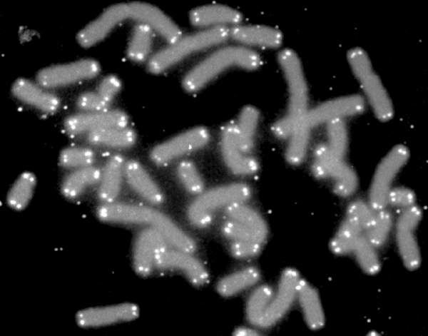 Telomere - Wikipedia