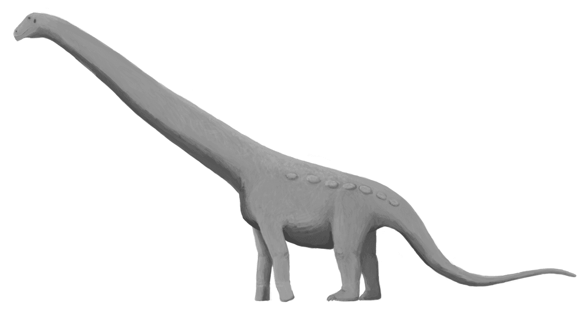 Aeolosaurus - Wikipedia