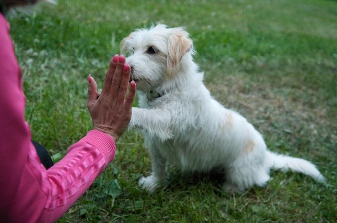 Domestication — Wikipédia