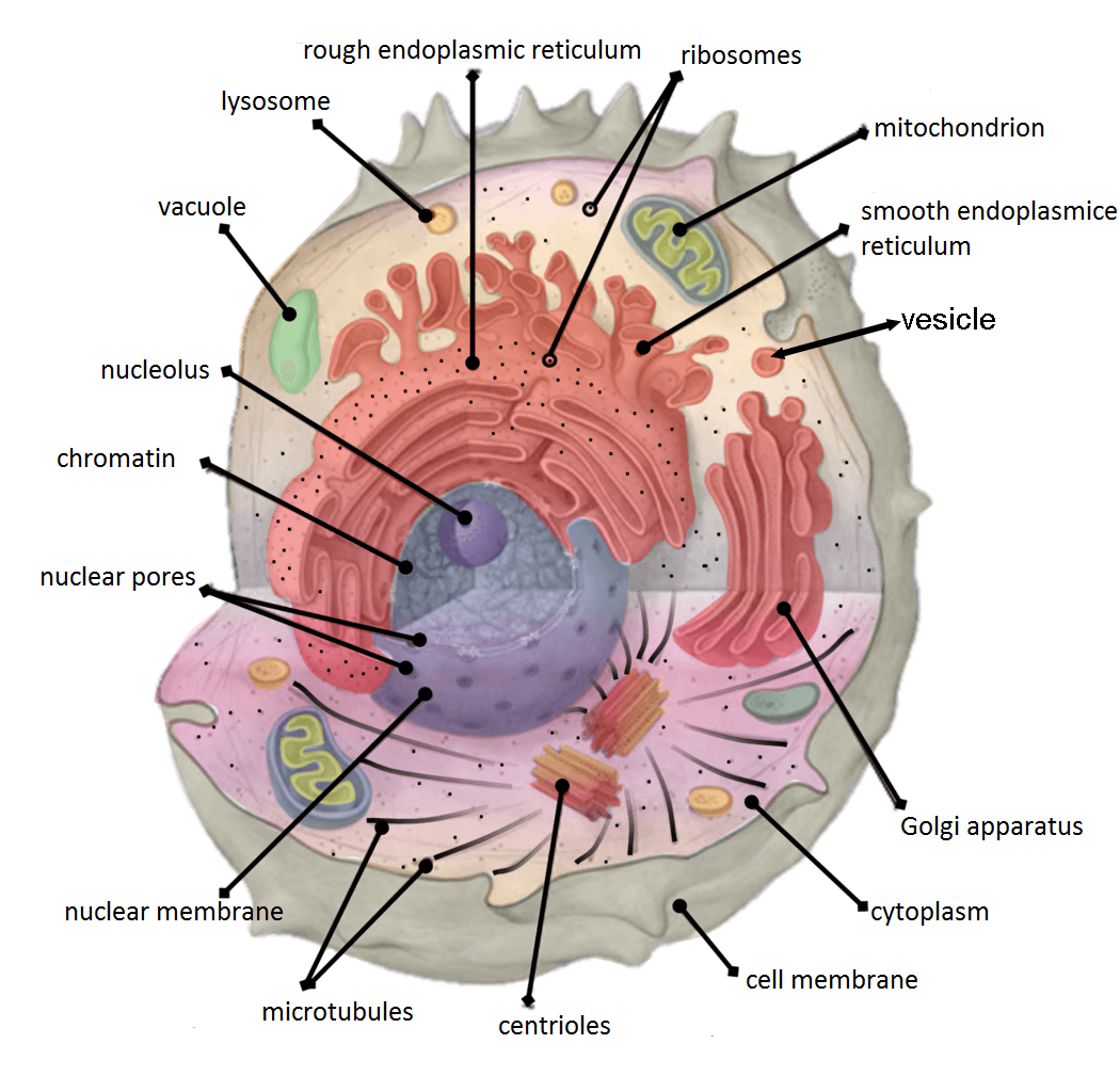 Cellular compartment - Wikipedia