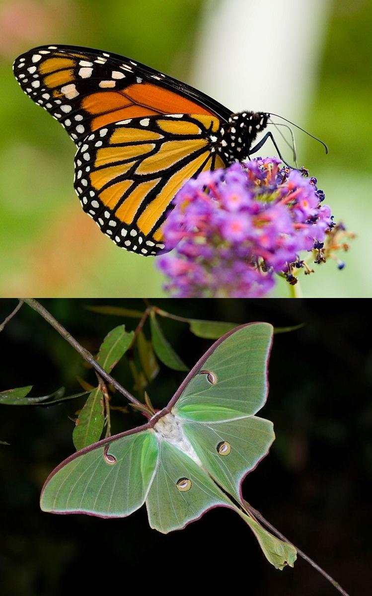 Lepidoptera — Wikipédia