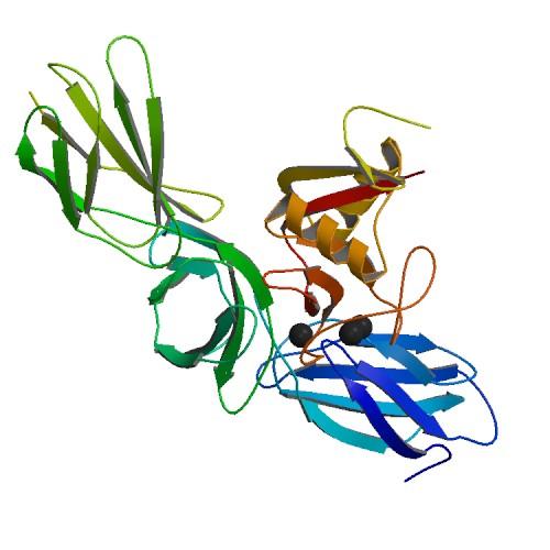 Proteoglycan - Wikipedia