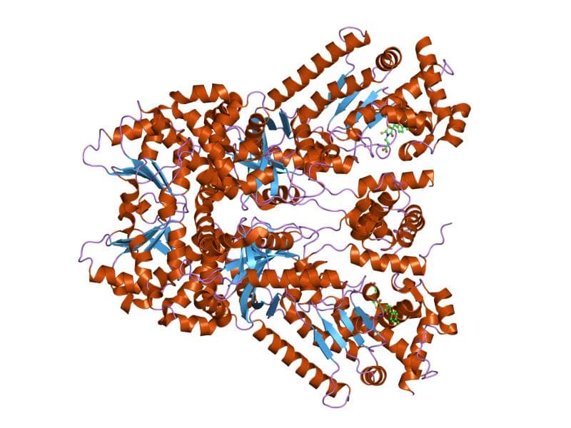 Anthrax toxin - Wikipedia