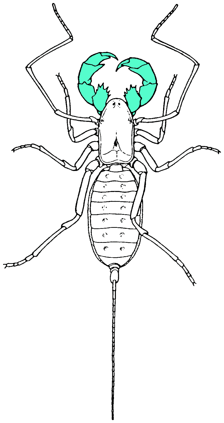 Pedipalp - Wikipedia