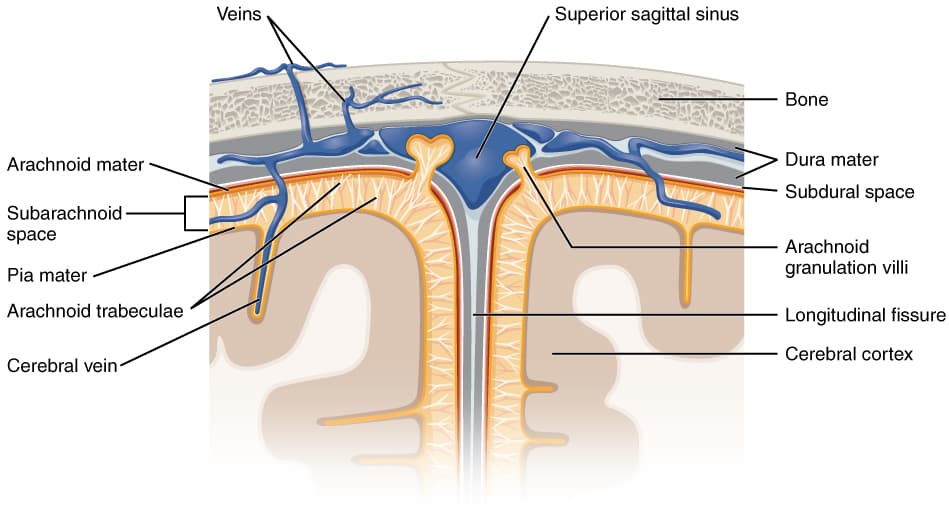 Cerebrospinal fluid leak - Wikipedia