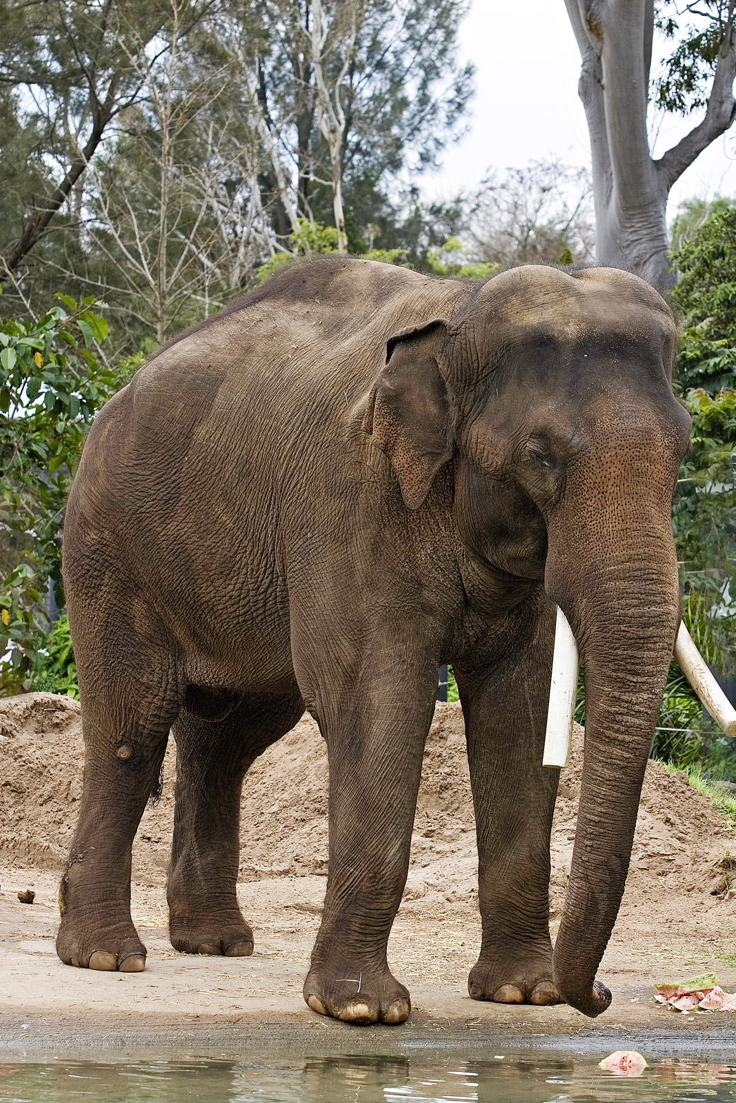 Éléphant d'Asie — Wikipédia