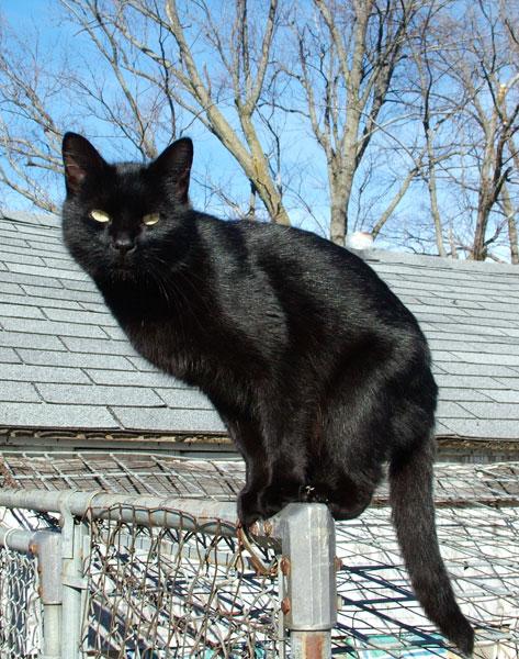 Black cat - Wikipedia